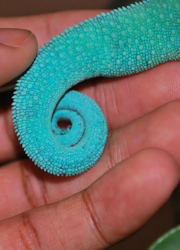 normaltail.jpg
