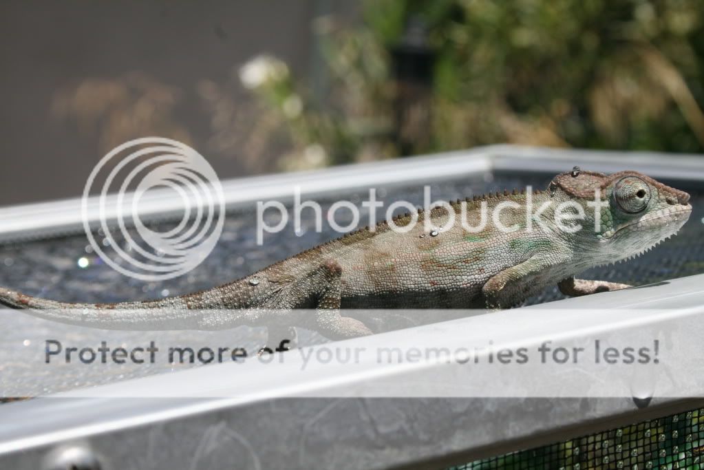 falybabies009-1.jpg