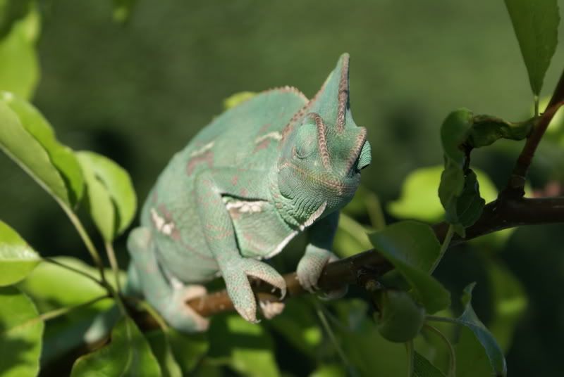 Camo2.jpg