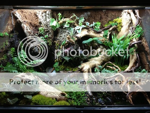 vivarium%20grow%20april%2013.jpg