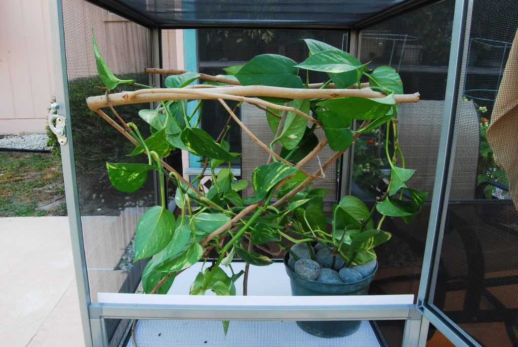 babiesnewcage005.jpg