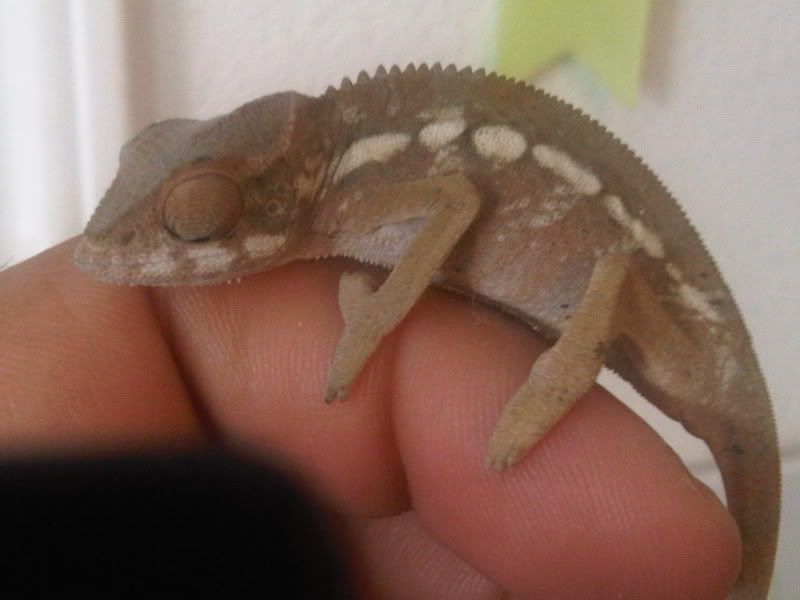 chameleon4027.jpg