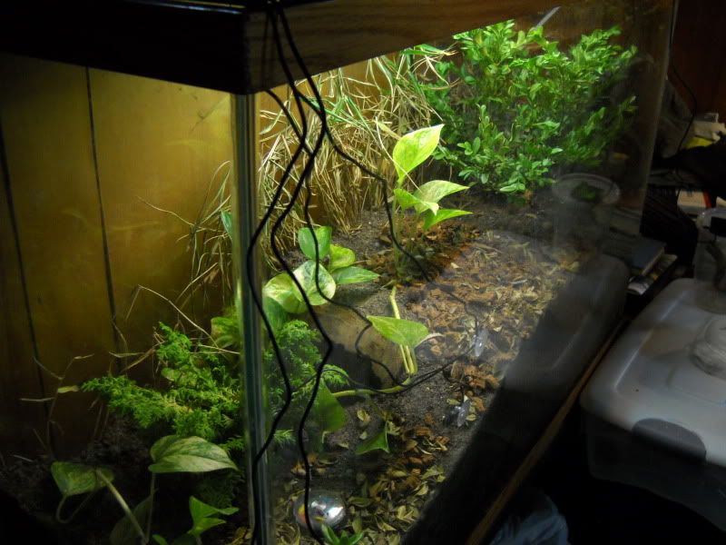 PygmyViv002.jpg