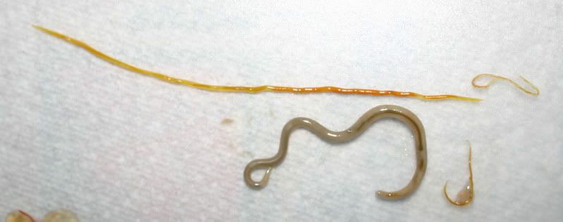 Worms.jpg