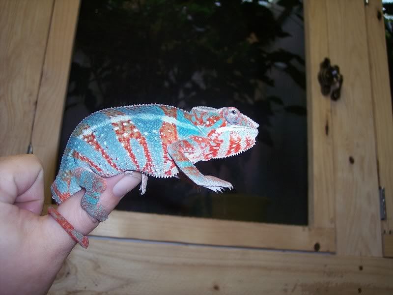 blueonredambilobe.jpg