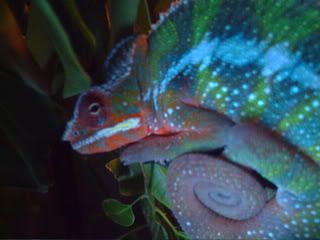 PICT0003-1.jpg