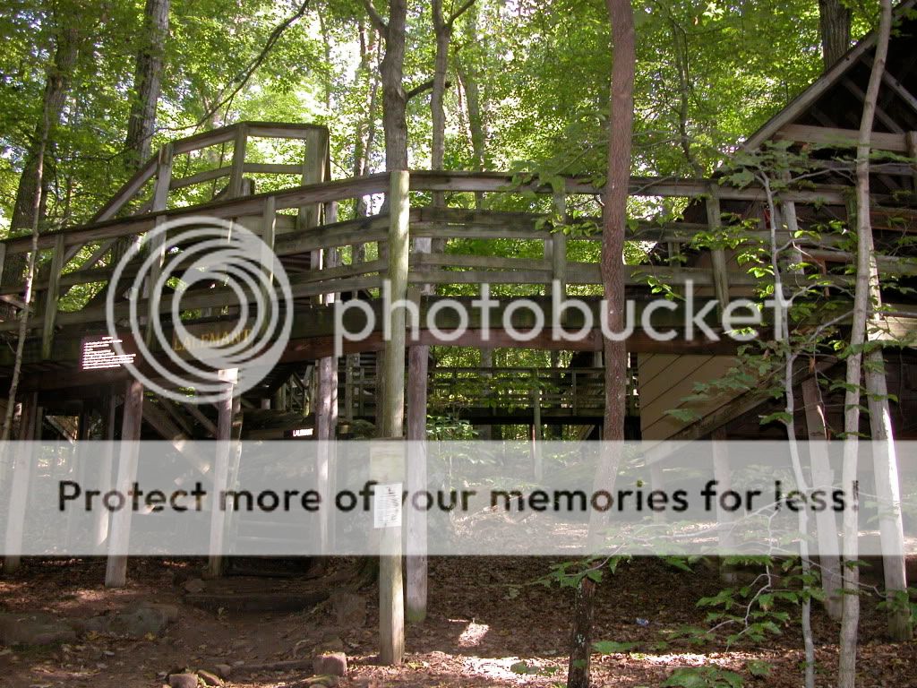 Treehouse7.jpg