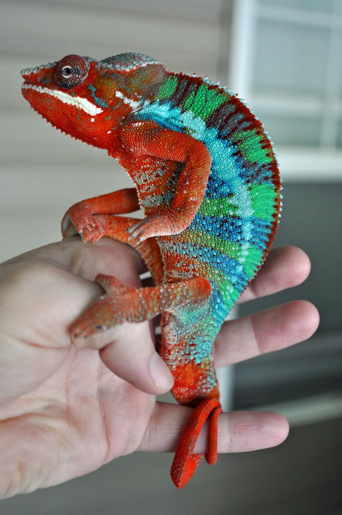 Pets022copy.jpg