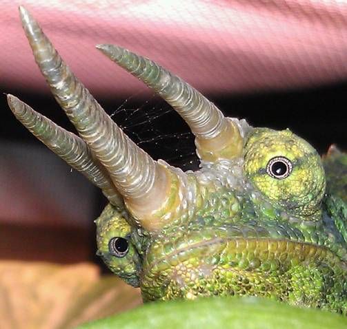 webbyhorns2.jpg