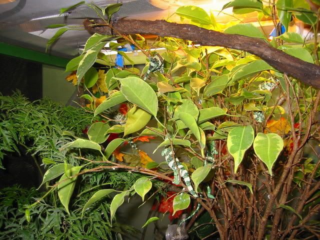 Melleritree_1.jpg