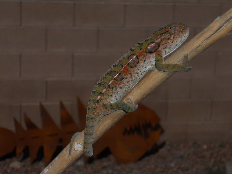 DSCN0795.jpg