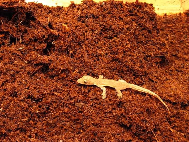 gecko.jpg