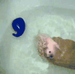tumblr_lq74sc3D0i1qzrlhgo3_250.gif