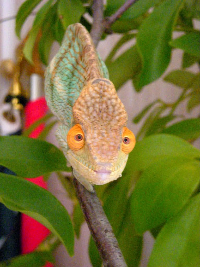 5MONTHOLDPARSONII012-1.jpg
