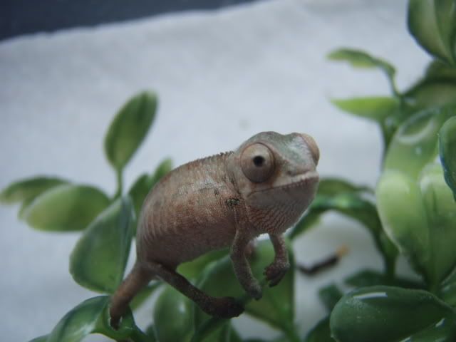 MyChameleons167.jpg