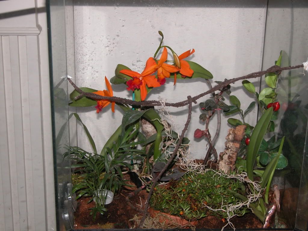 PygPenrefitFeb2010.jpg