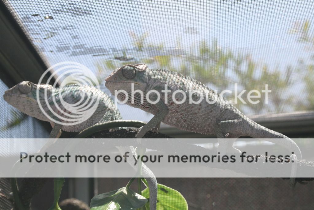 somepics012.jpg