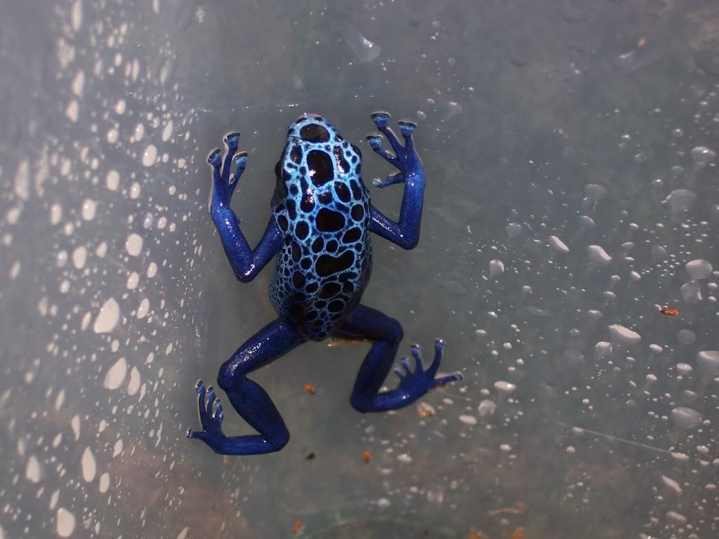 azuerus1.jpg