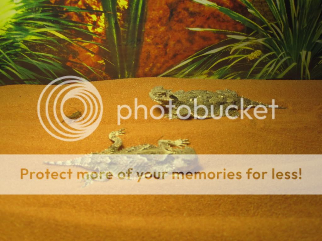 Reptiles010.jpg