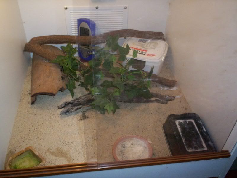 geckos002.jpg