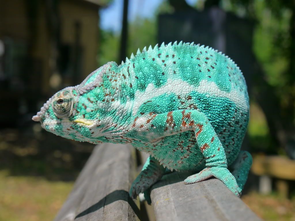 _1070141.jpg