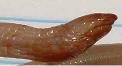 Amphisbaenia_1.jpg