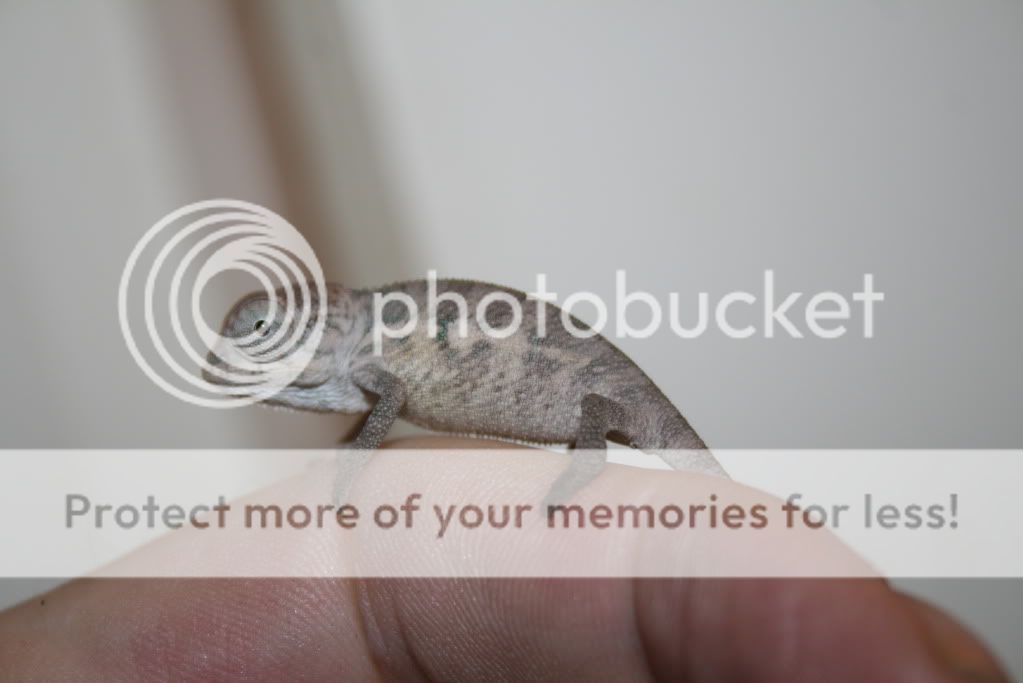 tritonbabies12-19014.jpg