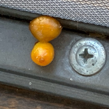 unfertilized ova