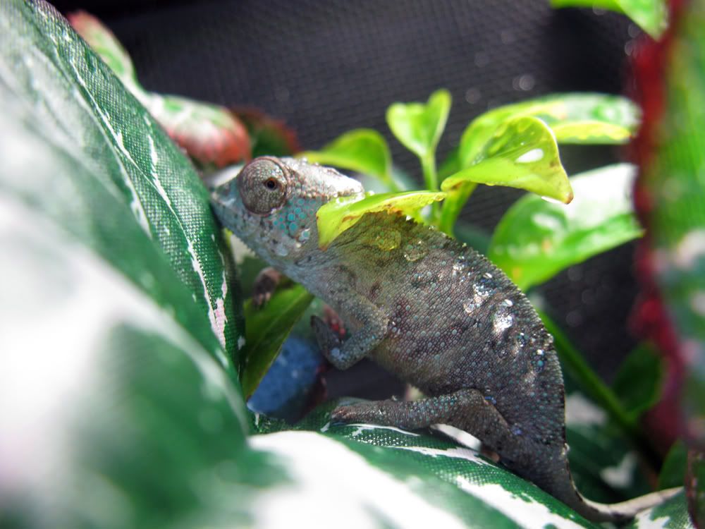 baby-chameleon-3.jpg