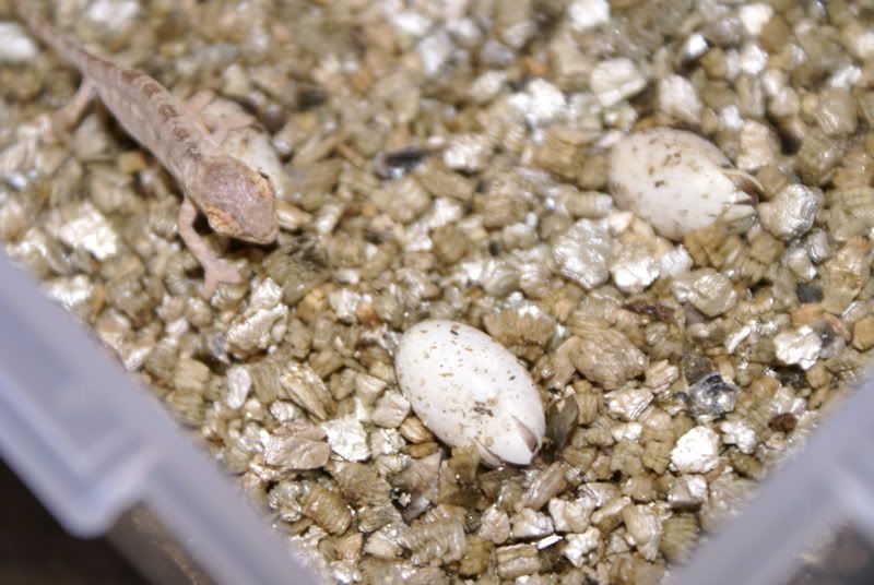 babies009.jpg
