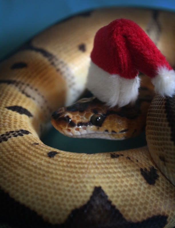 ottoxmassmall.jpg