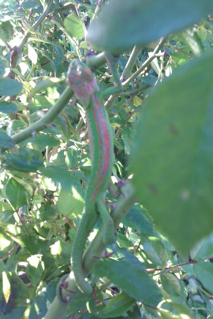 IMAG0600.jpg