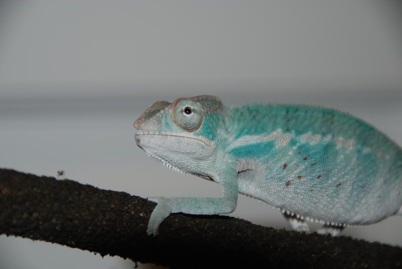 20071006069.jpg