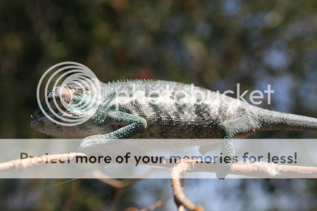 lilbok004.jpg