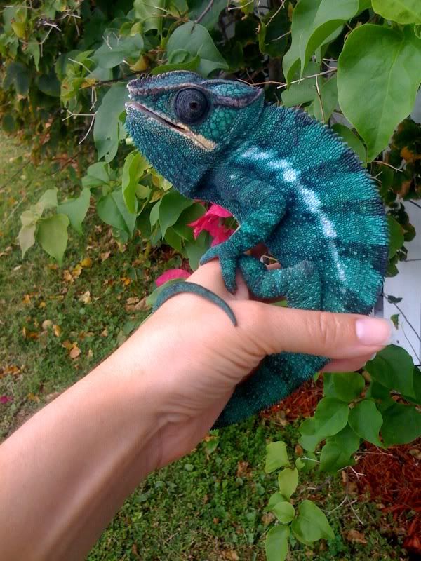 Blueboy.jpg