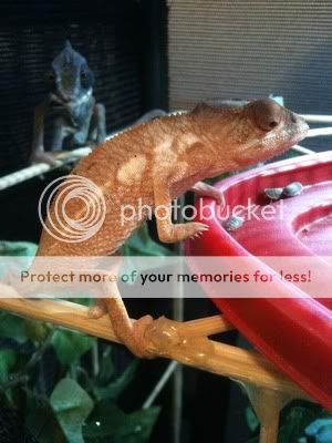 IMG_1326_zps73e02e6c.jpg