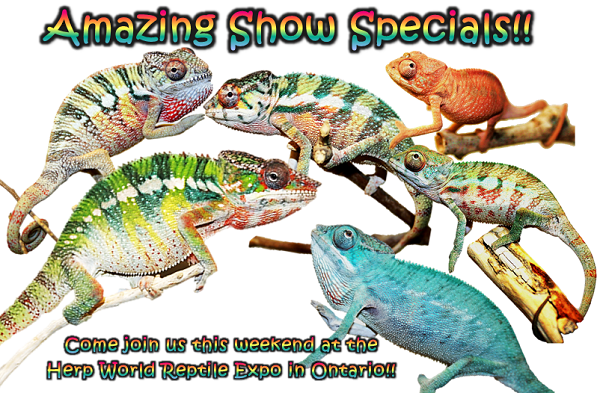 resizeshowspecial.png