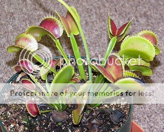 vft1001.jpg