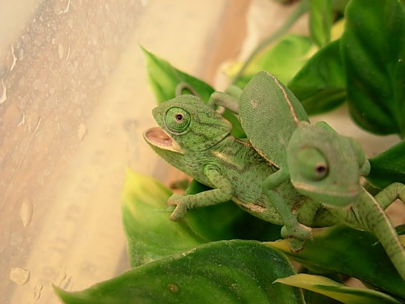 DSCN2079.jpg