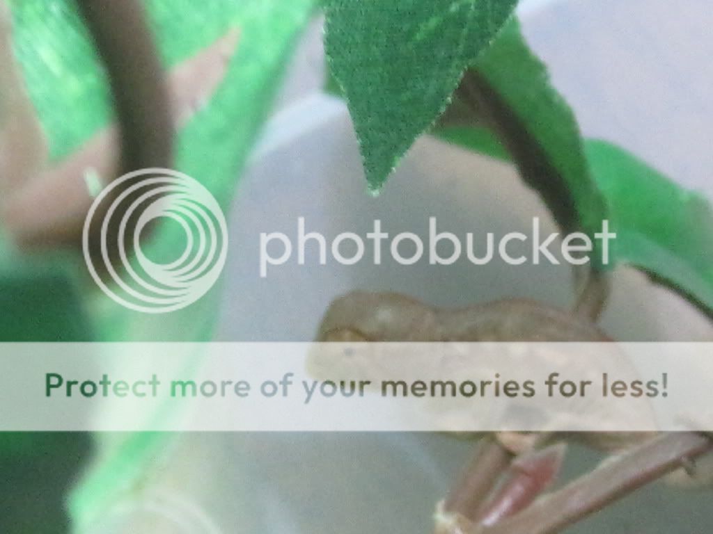 ambanjababypics021.jpg