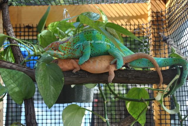 DSC_00204.jpg
