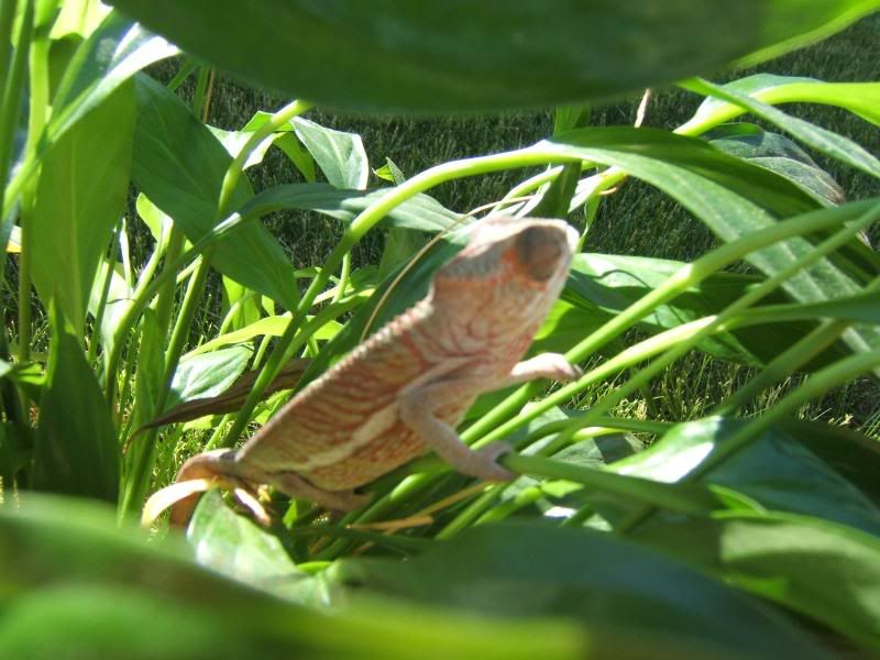 Chameleonandsuch037.jpg