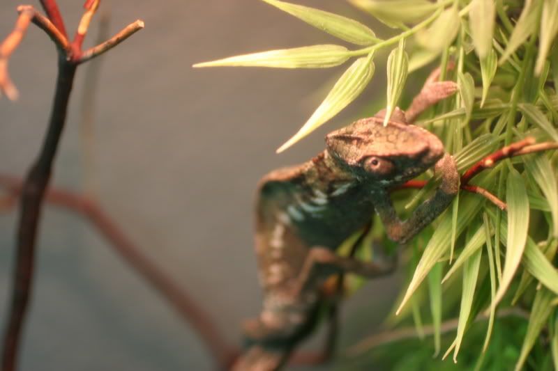 Sept1stChameleon017.jpg