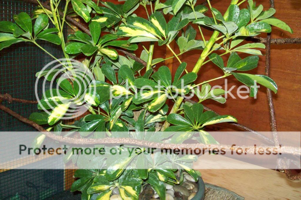 ProteusLowerCage_zpsa4f59771.jpg