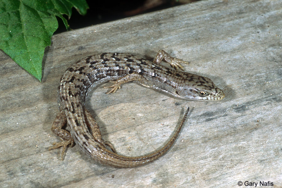 emmulticarinatacruzjuv.jpg