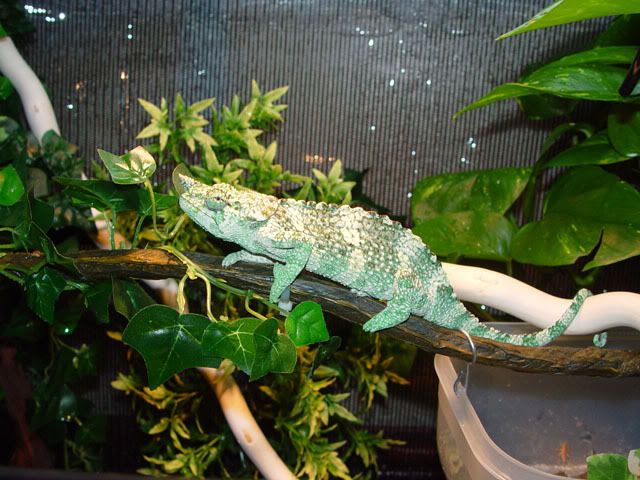 viv2.jpg