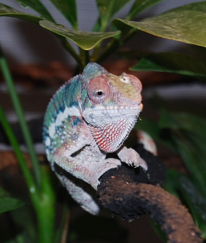 chameleon010.jpg
