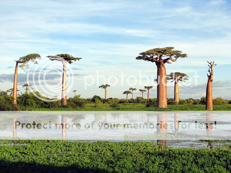 800px-Adansonia_grandidieri03.jpg