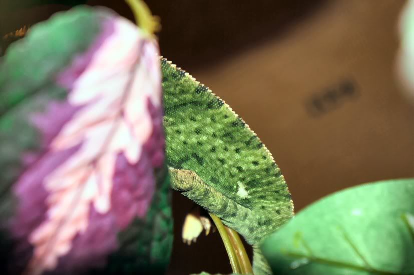 DSC02014.jpg