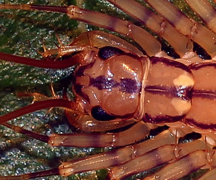 Insect3.jpg